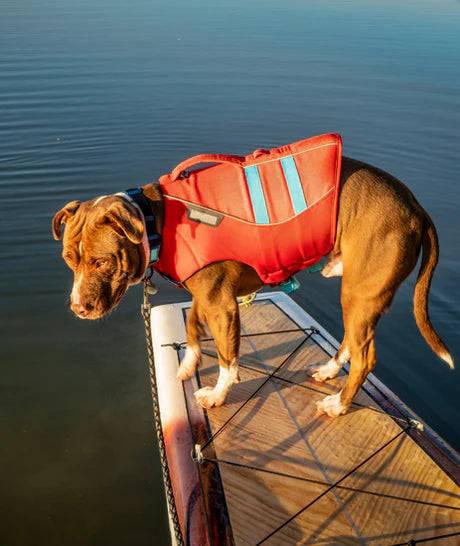 dog wearing life jacket on a paddle board