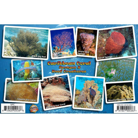 Caribbean Coral Identification Guide Laminated Card - Life Raft Professionals