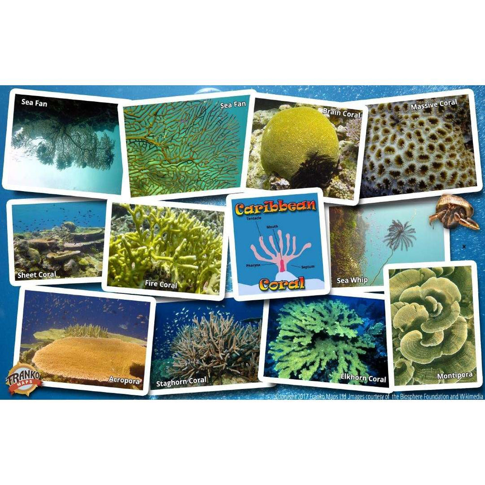 Caribbean Coral Identification Guide Laminated Card - Life Raft Professionals