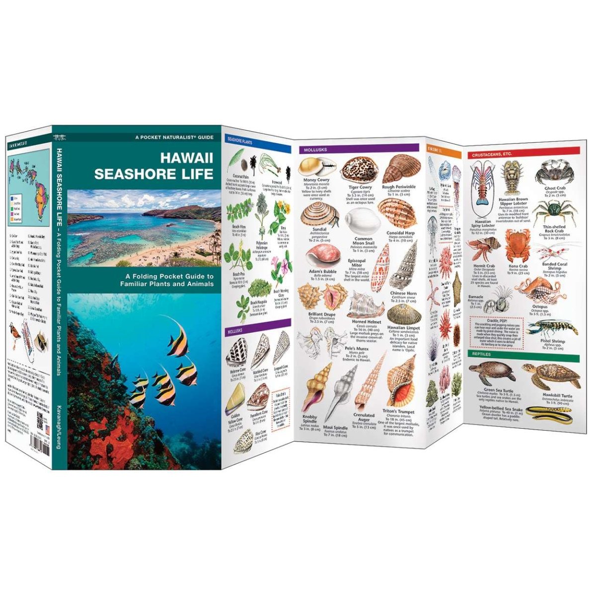 Hawaii Seashore Life - Life Raft Professionals